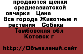 продаются щенки среднеазиатской овчарки › Цена ­ 30 000 - Все города Животные и растения » Собаки   . Тамбовская обл.,Котовск г.